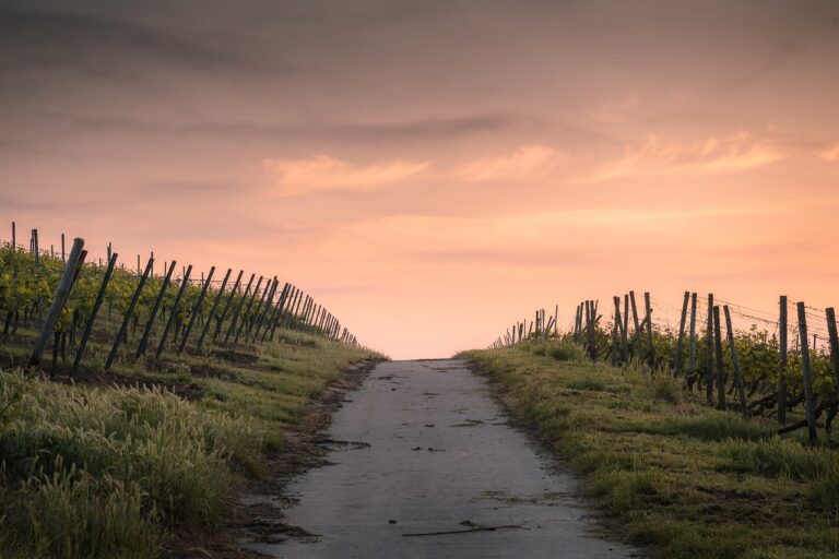 crops, dawn, road, path, farm, fences, farmland, nature, rural, countryside, dusk, fence, grass, landscape, light, narrow road, outdoors, pathway, sky, sunset, vegetation, wood